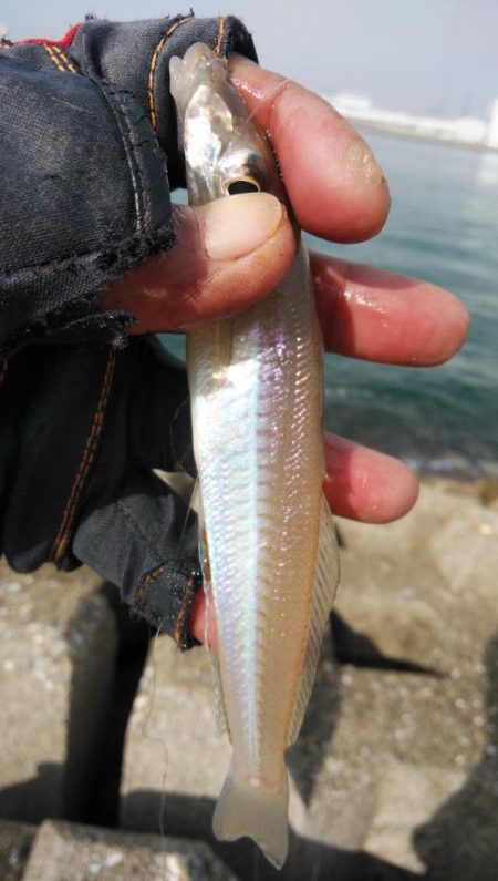 久しぶりに良型キスのアタリを楽しめました