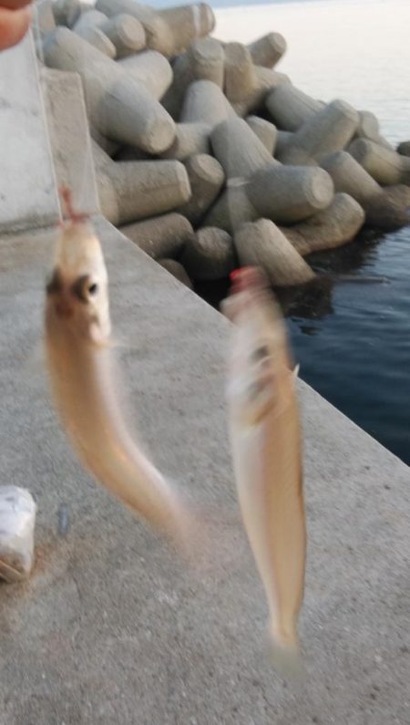 魚住港のキス調査