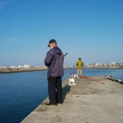 魚住港のキス調査