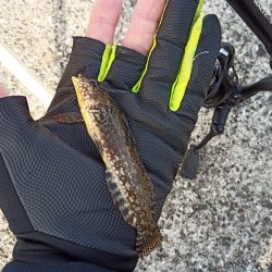 2022/11/19 須磨ライトゲーム釣行