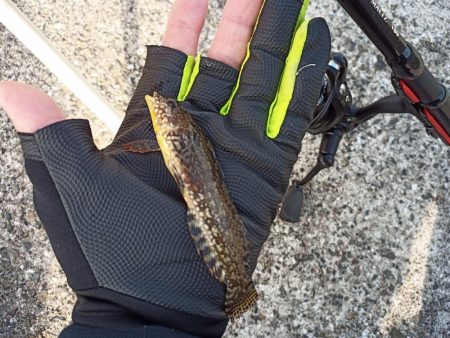 2022/11/19 須磨ライトゲーム釣行