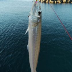 終盤迎えた魚住港のキス