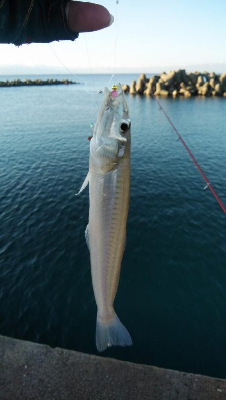 終盤迎えた魚住港のキス