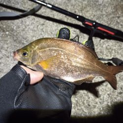 2022/11/21 須磨ライトゲーム釣行