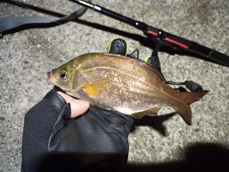 2022/11/21 須磨ライトゲーム釣行