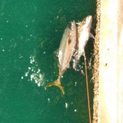 カンパチ・ヒラメ・ハマチ・・・美味しい魚