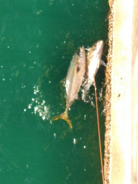 カンパチ・ヒラメ・ハマチ・・・美味しい魚