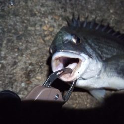 2022/11/24 南港ヘチ釣り釣行