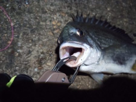 2022/11/24 南港ヘチ釣り釣行