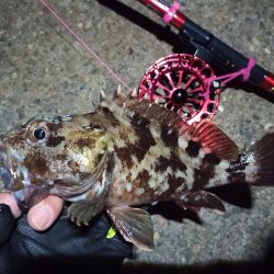 2022/11/25 南港落とし込み釣り釣行