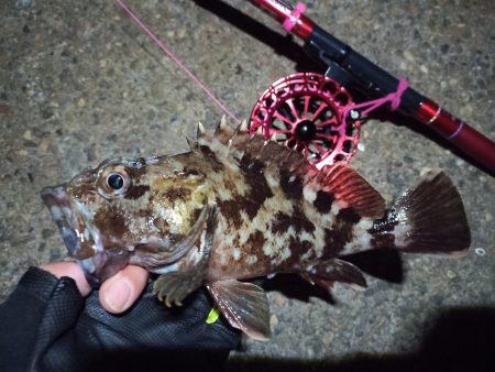 2022/11/25 南港落とし込み釣り釣行