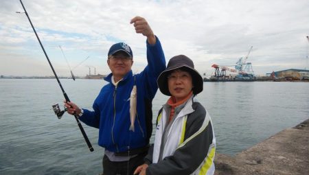 播磨新島のキス調査