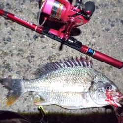 2022/11/26 南港ライトゲーム釣行