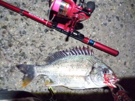 2022/11/26 南港ライトゲーム釣行