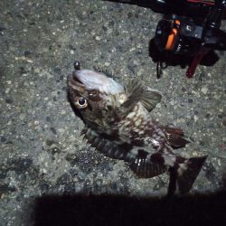 2022/11/27 南港ライトゲーム釣行