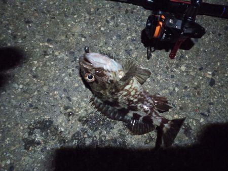 2022/11/27 南港ライトゲーム釣行