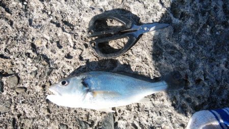 午後から播磨新島のキス調査