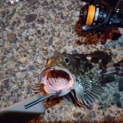 2022/11/28 南港ライトゲーム釣行