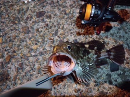 2022/11/28 南港ライトゲーム釣行