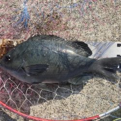 ファミリーフィッシング＆秋グレ釣り