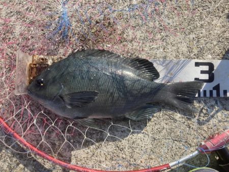 ファミリーフィッシング＆秋グレ釣り