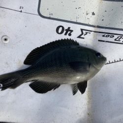 役所裏で秋グレ釣査