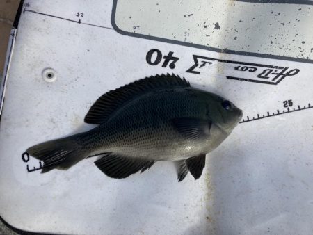 役所裏で秋グレ釣査