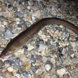 伝助とチャリコ