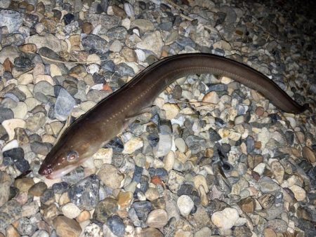 伝助とチャリコ