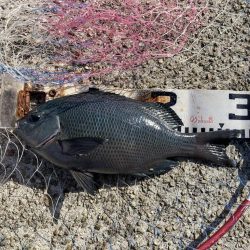 グレ入れ食い！