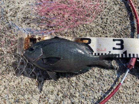 グレ入れ食い！