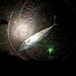 大サバのウキ釣り