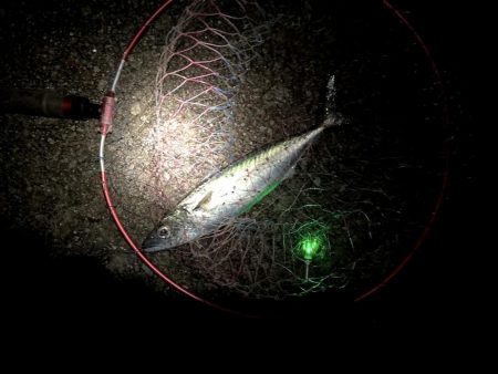 大サバのウキ釣り