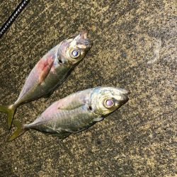 今季初アジング