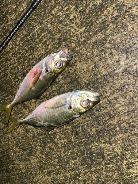 今季初アジング