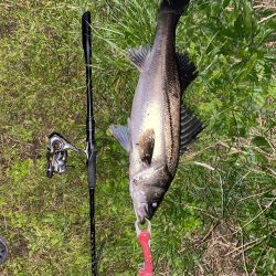 仕事帰りシーバス再び