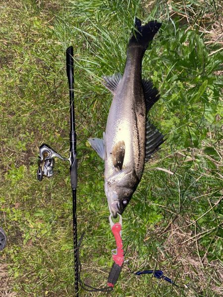 仕事帰りシーバス再び