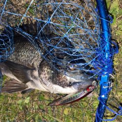 仕事帰りでチヌ