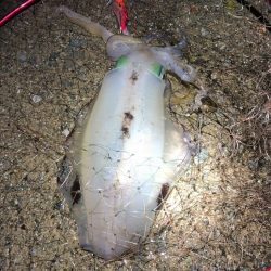 2022 佐渡ヶ島エギング 51回目【11月22日】