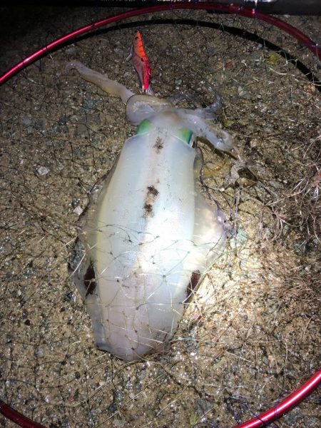 2022 佐渡ヶ島エギング 51回目【11月22日】