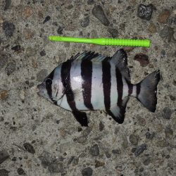 エビ撒き釣り　ハネは釣れず五目釣り