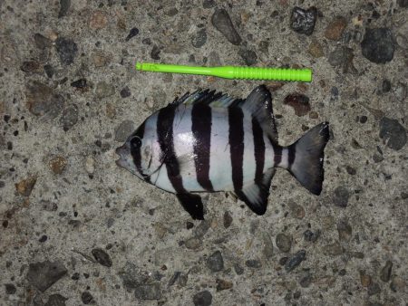 エビ撒き釣り　ハネは釣れず五目釣り