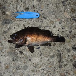 エビ撒きで五目釣り