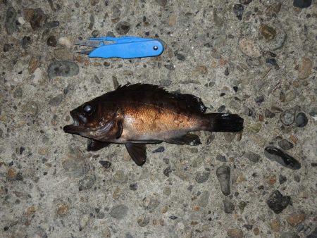 エビ撒きで五目釣り