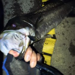 ぶらシーバス!!