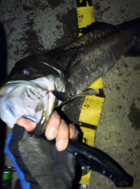 ぶらシーバス!!