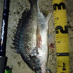 ぶら河川調査！！