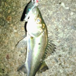 ぶらチーバス　(汗)