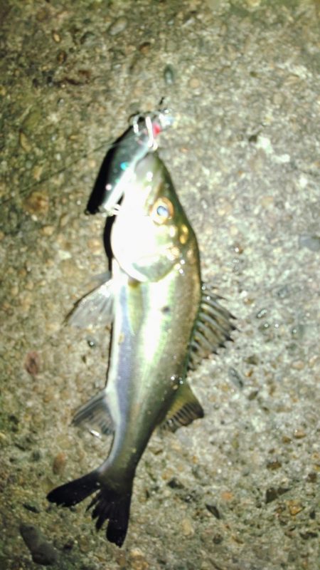 ぶらチーバス　(汗)