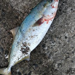 ルアーは、厳しい‼️